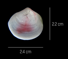 Tellinoidea