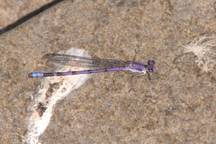 Argia emma