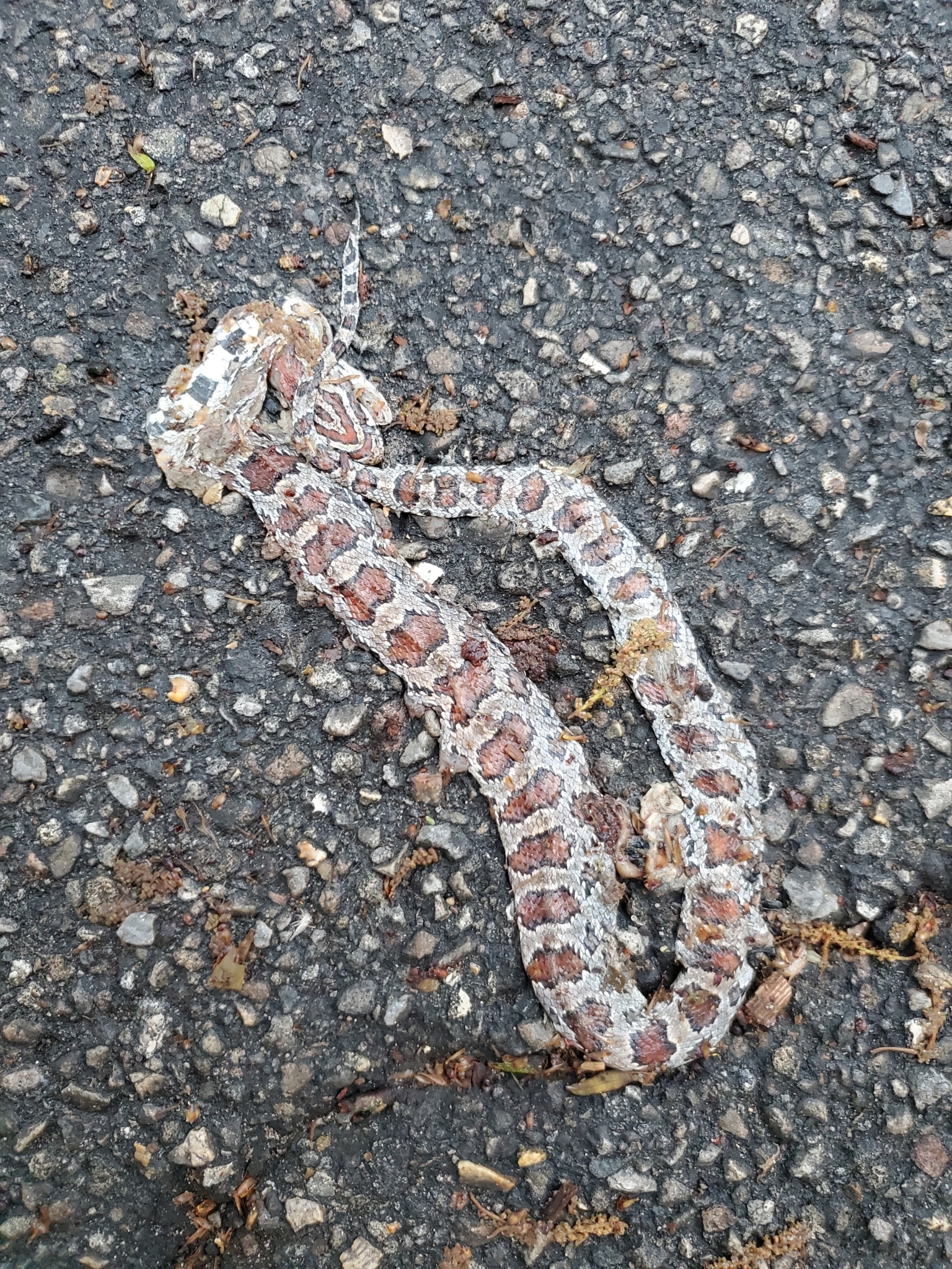 eastern corn snake, gewöhnliche kornnatter, red cornsnake