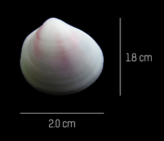 Tellinoidea