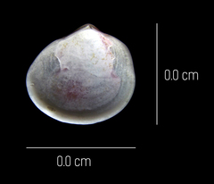 Tellinoidea