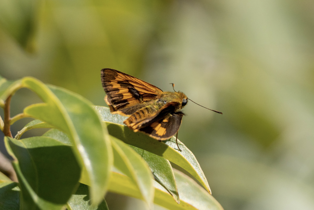 Besta Palm Dart
