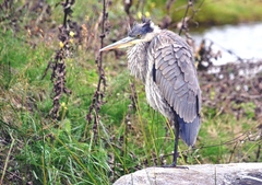 Ardea herodias