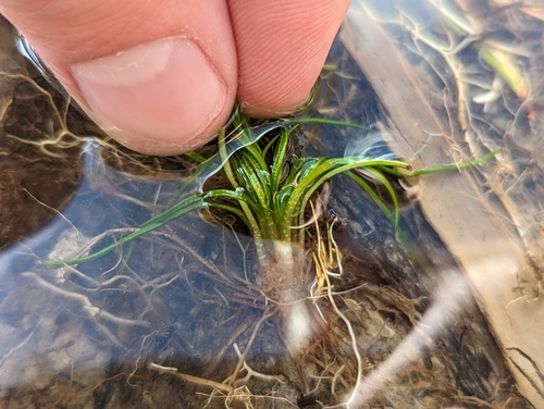 Image of Isoetes engelmannii by (c) Elias, some rights reserved (CC BY)