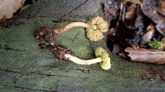 Lepiota trichroma
