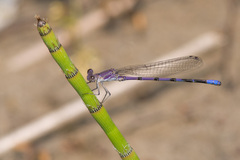 Argia emma