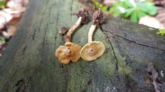 Lepiota trichroma