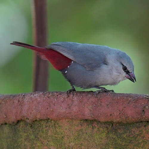 Lavender Waxbill (Glaucestrilda caerulescens), photo 8