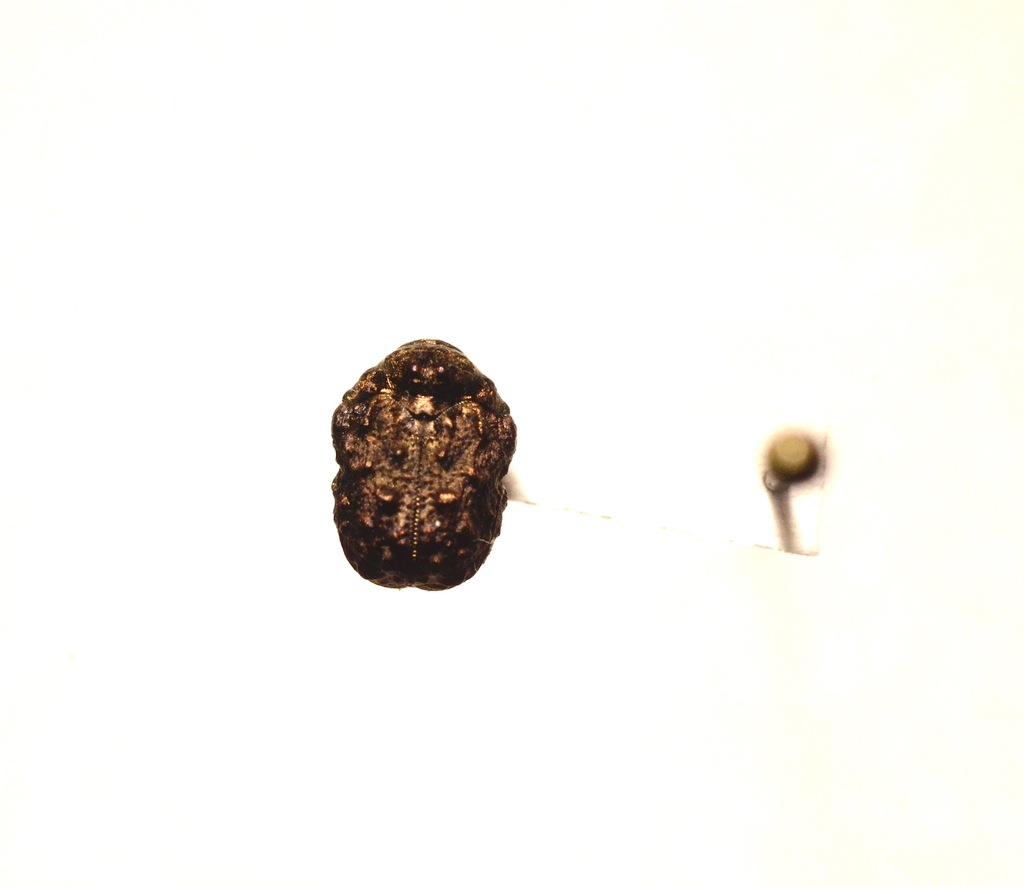 Neochlamisus gibbosus