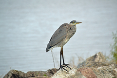 Ardea herodias