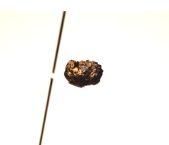 Neochlamisus gibbosus