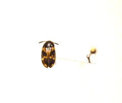 Mycetophagus flexuosus