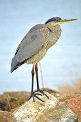 Ardea herodias
