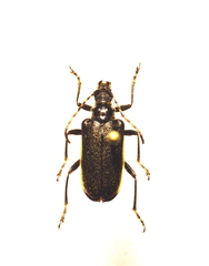 Brachysomida bivittata