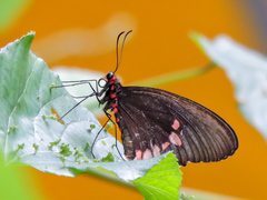 Parides erithalion trichopus