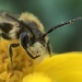 Miserable Mining Bee - Photo (c) James Kindt, some rights reserved (CC BY), uploaded by James Kindt