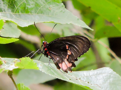 Parides erithalion trichopus