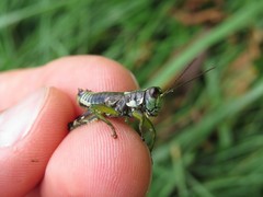 Booneacris glacialis