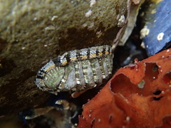 Sypharochiton sinclairi