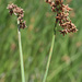 Schoenoplectus Bulrushes - Photo (c) jrebman, some rights reserved (CC BY-NC), uploaded by jrebman