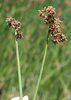 Schoenoplectus Bulrushes - Photo (c) jrebman, some rights reserved (CC BY-NC), uploaded by jrebman