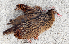 Gallirallus australis hectori