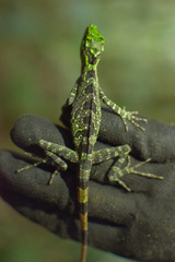 Antiodlula Anole photo 3