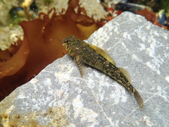 Bellapiscis medius