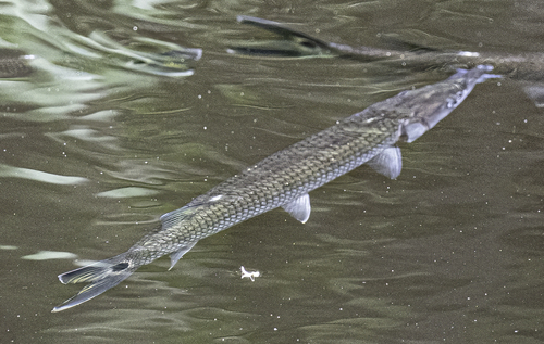 Rocket gar (Ctenolucius beani) — Ctenoluciidae — 3