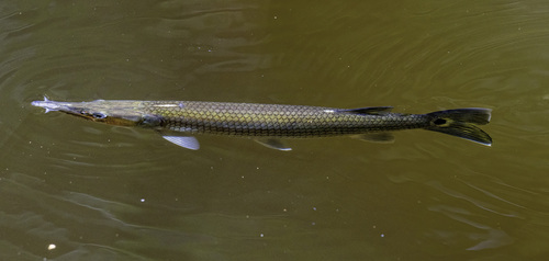 Rocket gar (Ctenolucius beani) — Ctenoluciidae — 5
