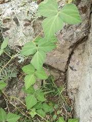 Macroptilium gibbosifolium