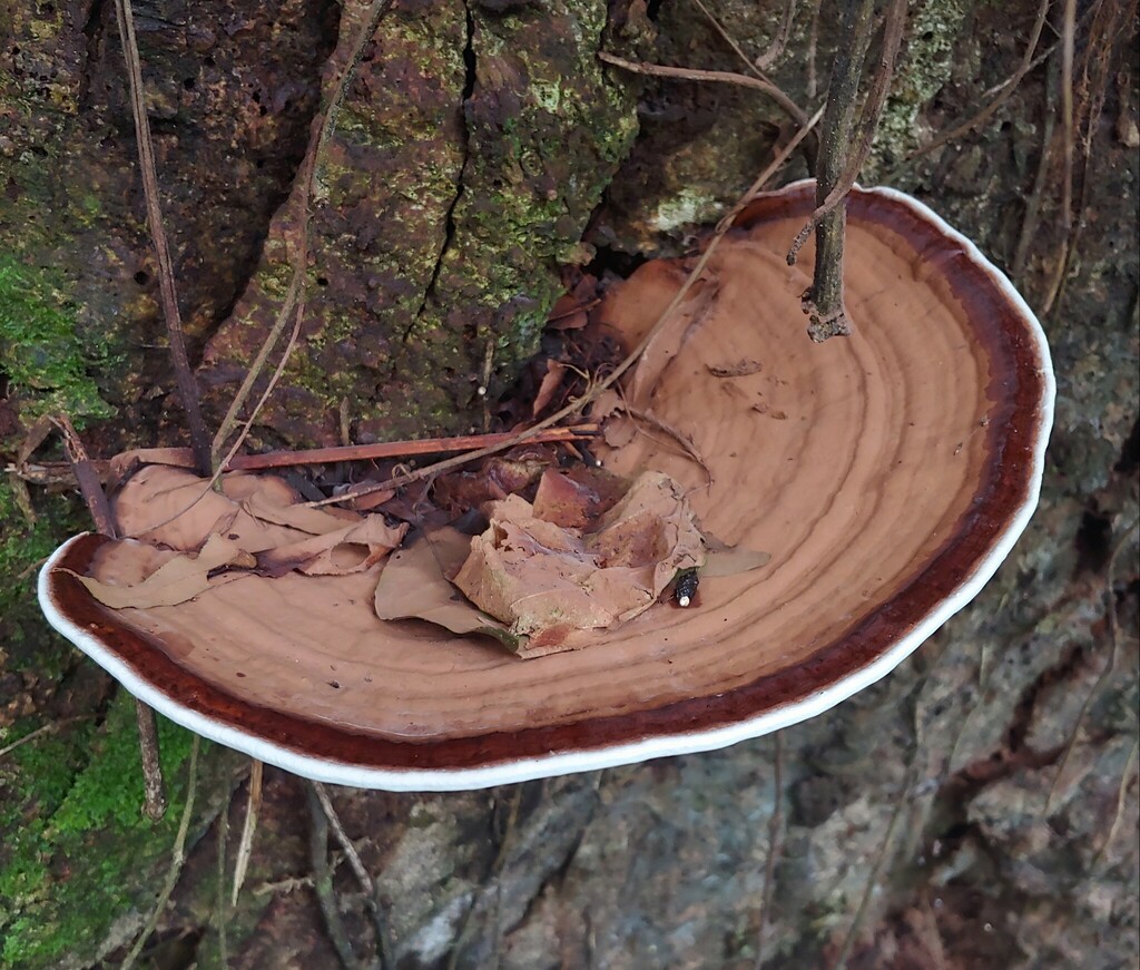 Ganoderma neogibbosum
