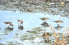 Calidris fuscicollis