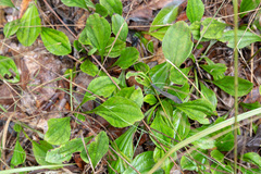 Antennaria parlinii fallax