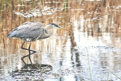 Ardea herodias
