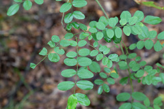 Styphnolobium affine