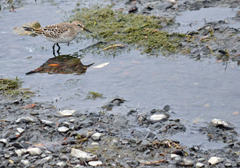 Calidris fuscicollis