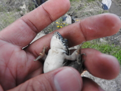 Lithobates neovolcanicus