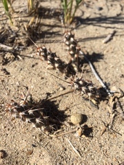 Micropuntia pulchella