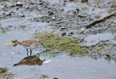 Calidris fuscicollis