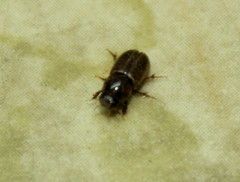 Aphodius