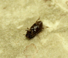 Aphodius
