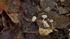Mycena guzmanii