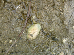 Paphies australis image