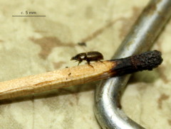 Aphodius