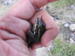 Lithobates neovolcanicus