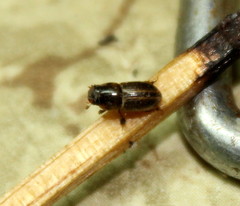 Aphodius