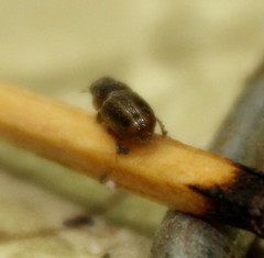 Aphodius
