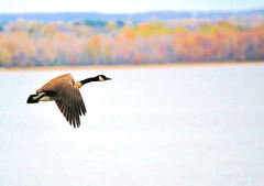 Branta canadensis