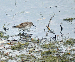 Calidris fuscicollis